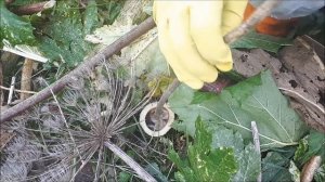 Бензотриммер Рысь БТР 52 против борщевика