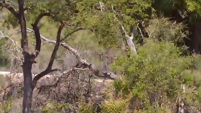 Заповедник «Джума», Южная Африка смотреть онлайн