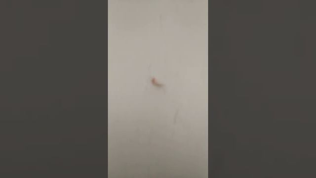 Выпал первый зубик. смотреть онлайн