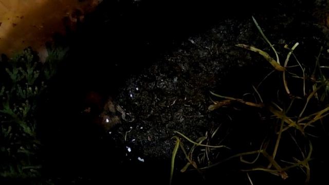 Как растут мои улитки смотреть онлайн