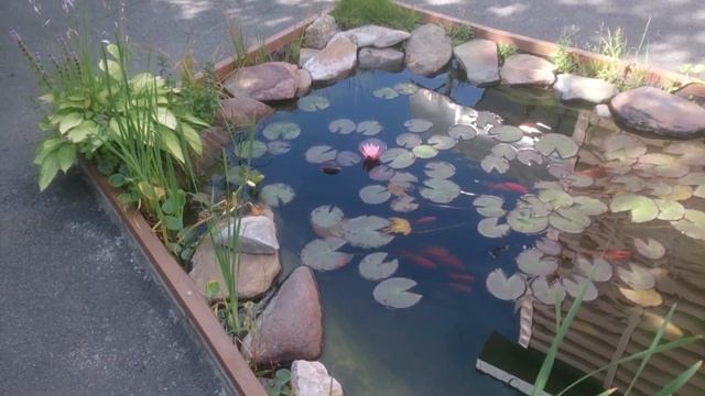 Пруд на даче не цветёт!!! смотреть онлайн