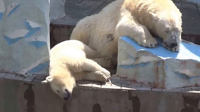 Не шумите, не махайте! Спать, прошу, нам не мешайте) ГЕРДА и РОСТИК