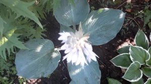 #hosta #BlueMammoth #хоста #голубая/Хоста гигант Голубой Мамонт  Блу Мамос (лат. hosta Blue Mammoth