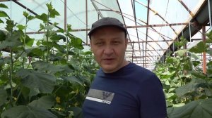 Огурец Кассиус. Ожидаем богатый урожай!