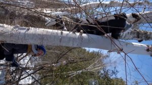 CHAGA MUSHROOM PICKING & BIRCH POLYPORE (While Skiing)