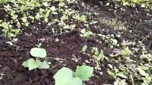 Форточка в теплице своими руками (танковый люк)