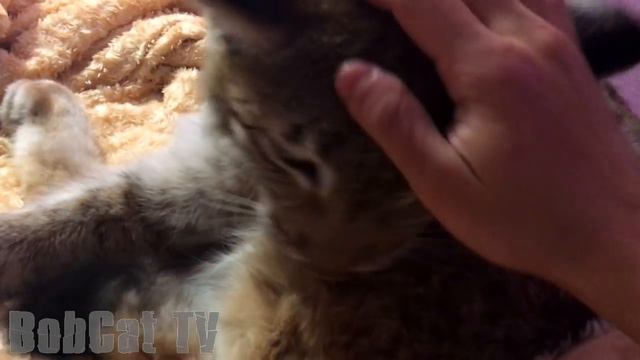 Рысь умывается, а мы ей активно мешаем :P смотреть онлайн