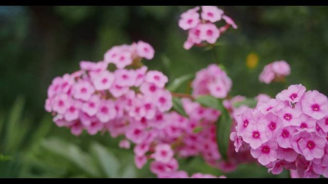 Музыка успокаивающее очень приятно красивая природа. Beautiful nature summer смотреть онлайн