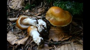 Cortinarius vibratilis