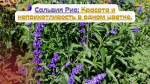 Сальвия Рио: Красота и неприхотливость в одном цветке.💐