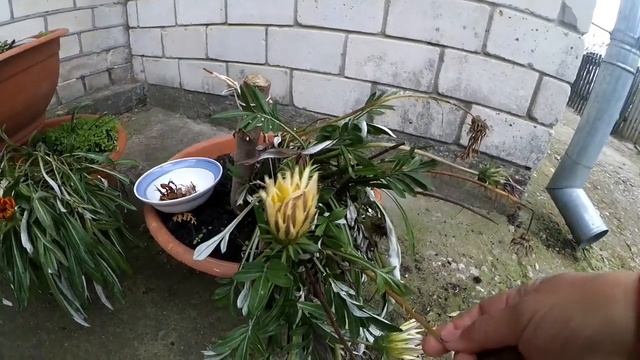 Гацанія. Однорічники восени . ВИРОЩУВАННЯ КВІТІВ.