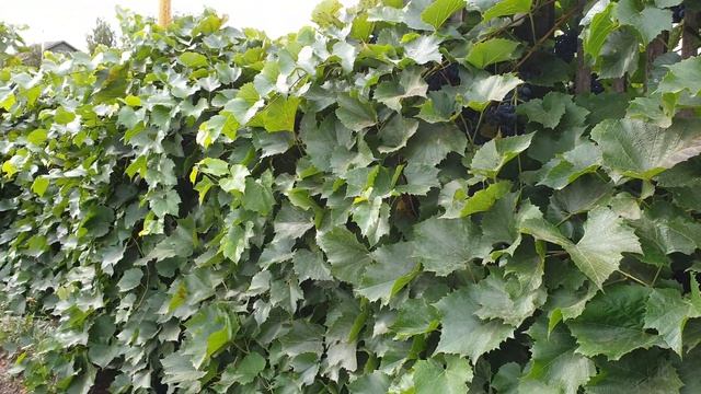 НЕУКРЫВНОЙ, МОРОЗОСТОЙКИЙ ВИНОГРАД АЛЬФА смотреть онлайн