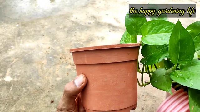 Learn the Amazing new method in Air Layering with soil, easy and fast| New Techniques || Syngonium