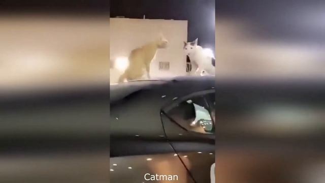 #10 Funniest moments with animals Приколы с животными. Что будет если поцеловать черепашку? смотреть онлайн