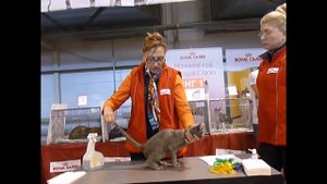 Оценка экспертом русской голубой кошки на выставке