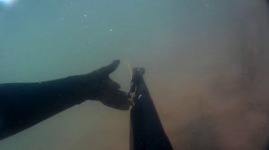 Подвох-зеркальный карп