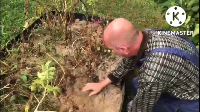 Картофель. Копаем египетскую Спунту. смотреть онлайн