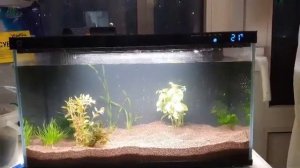 Умный аквариум XIAOMI. Первый день с водой и растениями.