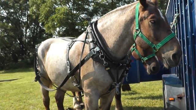 Brabant (Belgian heavyweights)\Percheron смотреть онлайн