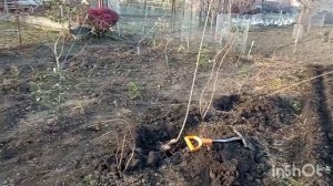 Как сделать штамбовую розу за сезон??Где я беру подвои для штамба?Развитие розового штамба за сезон