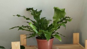 Обзор коллекции моих папоротников.  Часть 2 - флебодиумы, микросорумы, птерисы