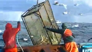 Лов камчатского краба в Беринговом море