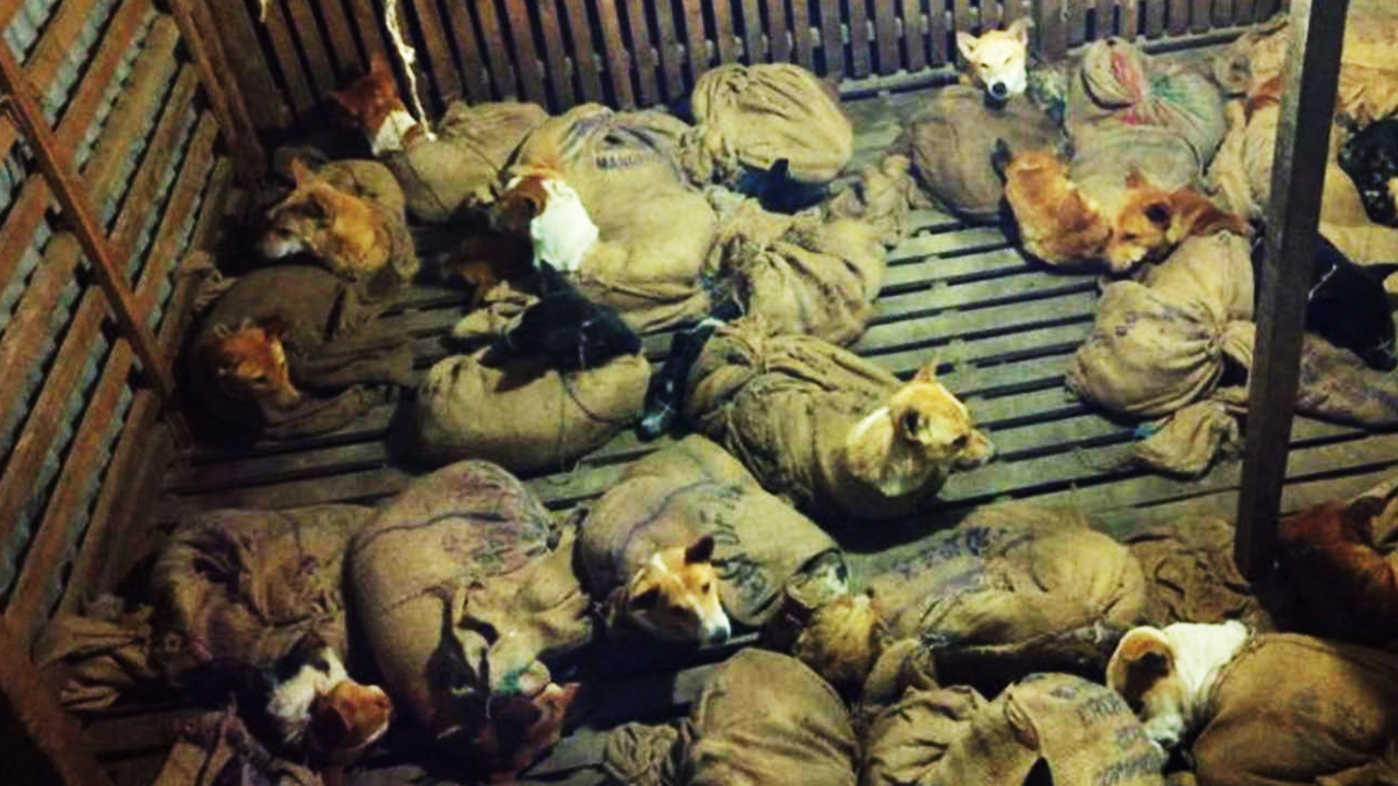 Странный грузовик с “живым грузом” ехал по дороге… А внутри 36 связанных собак! смотреть онлайн