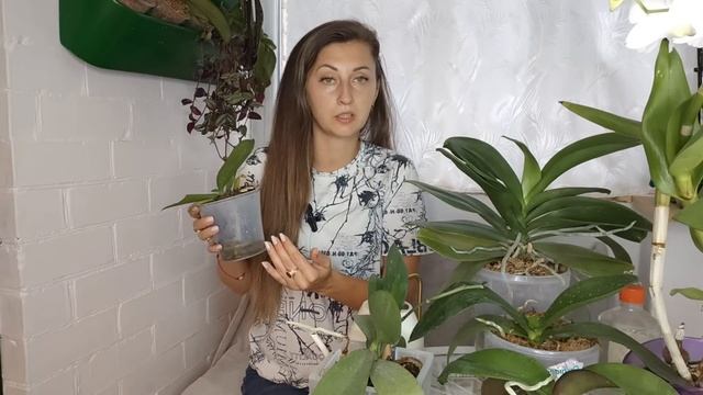 ОТ ЭТОГО КОРНИ ЗАПОЛНЯТ Горшок / Как правильно ПОЛИВАТЬ ОРХИДЕИ/ Правильный полив орхидей смотреть онлайн