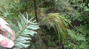 Дендрарий и Экзотический сад. Часть 3. Сентябрь, 2021