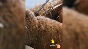 Молочные овцы Остфризской породы! Племенные Восточно-фризские овцы! Овцеводство в России!