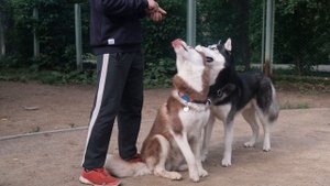 Как научить собаку команде служить | ПОЧЕМУ ЭТО ТАК СЛОЖНО