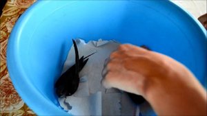 Простой Домик для стрижа в домашних условиях, если нет коробки