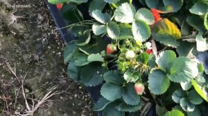 Китайская клубничная ферма