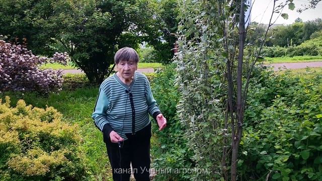 Пирамидальный тополь - редкое растение в средней полосе