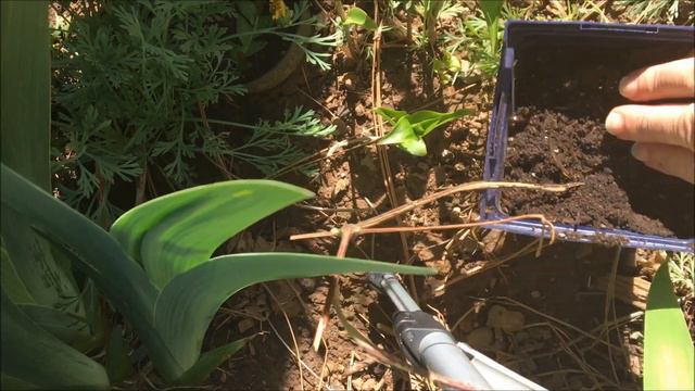 Propagate Clematis by Layering Success, Time to Pot Up смотреть онлайн