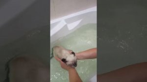 Сиамская кошка купается