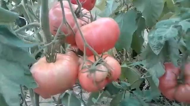 Мсупер урожай помидор 29.08.2020 смотреть онлайн