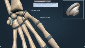 Виды суставов | Анатомия человека | Биология