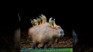 КАКАЯ ТЫ КАПИБАРА ПО ИМЕНИ? ЧАСТЬ 3! (BIG ВЫПУСК) #капибара #мем #мемесы #мемы #приколы #прикол