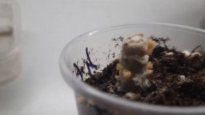 грустная история. пеларгония Рашмор Эван. никогда не пускайте руки.