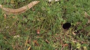 Первая помощь при укусах насекомых и змей