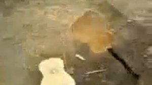 Разбили гитару