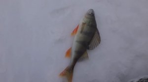 ловля окуня на блесна