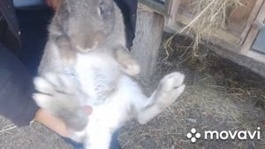 Определение пола и охоты у кроликов.