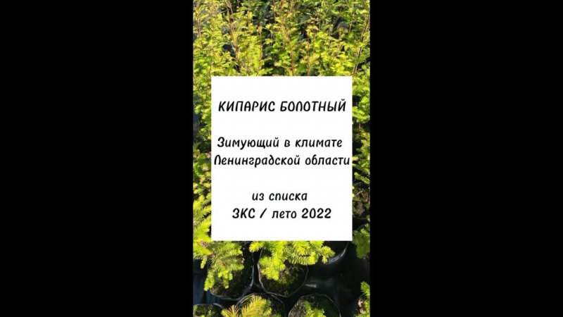 Кипарис болотный в Ленинградской области #Shorts