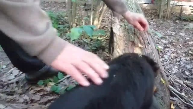 ЩЕНОК РОТВЕЙЛЕРА НА ПРОГУЛКЕ.Воспитание и дрессировка собаки