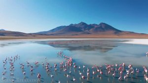 Животные мира - живописный фильм о дикой природе с успокаивающей музыкой