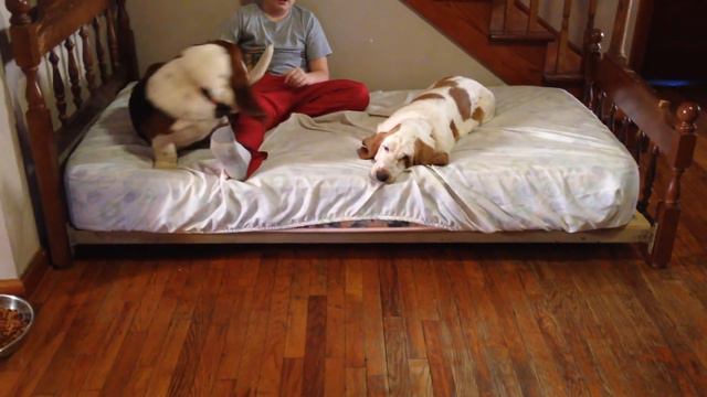 Basset Hounds jumping on the bed смотреть онлайн