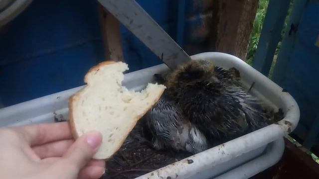 Коршун а не голубь смотреть онлайн