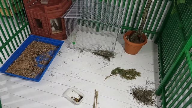 Новый питомец вислоухий кролик смотреть онлайн